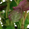 Aquarium Pflanze 3 Stück Lobelia cardinalis Wasserpflanze Produktbild-Vorschau 2