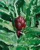 Cynara scolymus, Artischocke, ca. 11x11 cm Topf Produktbild-Vorschau 3