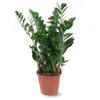 Zamioculcas zamiifolia - plante zz - ↕ 90-100 cm - ⌀ 21 cm Voir les images du produit 1