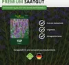 Ysop Mehrjährig Samen - Hyssopus officinalis - Ysopsamen - Produktbild-Vorschau 10