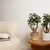 Bloomique - Zestaw 2 szt. - Polyscias Fabian - Aralia - Podgląd zdjęcia produktu 2