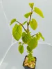 Lot de 4 mûriers blancs (Morus alba) – Hauteur : 25 cm – Voir les images du produit 3