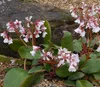 Stauden Gänge 3 x Bergenia cordifolia 'Silberlicht' - Produktbild-Vorschau 7
