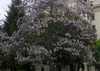 SAFLAX  - Arbre impérial - 200 graines - Paulownia Voir les images du produit 5