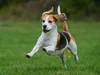 CALVENDO Puzzle Beagle - Fliegende Ohren | 1000 Teile Produktbild-Vorschau 3