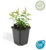 Plantes couvre-sol - Millepertuis commun - Hypericum Voir les images du produit 2