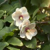 Magnolia sieboldii - Bloem Wit-Rood - 3 Planten - Productafbeelding-voorbeeld 4