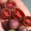 KIWI Ken's Red female 2L Náhled obrázku produktu 2