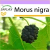 SAFLAX - Strom moruše čiernej - Morus nigra - 200 Semená Náhľad obrázku produktu 9