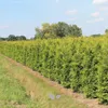 Lebensbaum Thuja Brabant 180-200 cm, 5x Heckenpflanze Produktbild-Vorschau 3