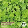 Samenliebe  Sauerampfer Samen | Wildkraut - winterhart & Produktbild-Vorschau 4