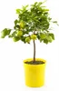 Vier-Jahreszeiten-Zitrone 80–100 cm – Citrus limon Produktbild-Vorschau 4
