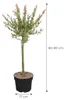 Bloomique - Salix Integra Flamingo - Wierzba pstra - Podgląd zdjęcia produktu 6