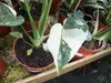Monstera Thai Constellation 50-60 cm białe nakrapiane Podgląd zdjęcia produktu 4