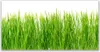 Glasbilder 120x60 Wandbild Druck auf Glas Gras Natur Produktbild-Vorschau 1