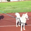 Laisse pour chien réfléchissante, laisse d'entraînement Voir les images du produit 10