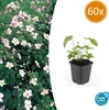 Podzimní sasanka Robustissima, 60 rostlin, Ø 9 cm ↕ 10–25 Náhled obrázku produktu 2
