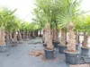 2 Stück Trachycarpus fortunei, 70 - 100 cm Stamm, 210 - 250 Produktbild-Vorschau 6
