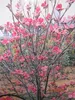 Cornus florida Sweetwater - Amerikanischer Produktbild-Vorschau 1