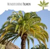 Kanarische Dattelpalme Samen (Phoenix canariensis) - Produktbild-Vorschau 2
