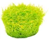 Grasartiger Wasserschlauch - Utricularia graminifolia Produktbild-Vorschau 2