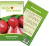 Buschtomaten Roma VF Samen - Solanum lycopersicum - Produktbild-Vorschau 1