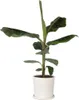 Bananaier nain - Musa 'Dwarf Cavendish' - Hauteur 90-100cm Voir les images du produit 7