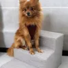Hundetreppe 3 Stufen personalisiert mit Namen, Produktbild-Vorschau 2