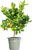 elho® Algarve Pflanzkübel Cilindro Thymiangrün Ø 58 cm mit Produktbild-Vorschau 5