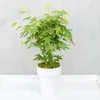 Japanischer Ahorn - Acer palmatum 'Going Green' - Höhe Produktbild-Vorschau 6