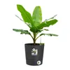 ELHO - Blumentopf - Greensense Aqua Care Round 35 - Produktbild-Vorschau 3