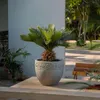A potted sago palm in a decorative pot sits on a ledge outdoors, with a blurred background of greenery and furniture. Podgląd zdjęcia produktu