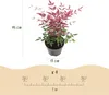 Green boutiQ - Plante de jardin - Nandina Obsessed - Rouge Voir les images du produit 3