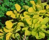 Cotinus coggygria 'Golden Spirit', Perückenstrauch, Produktbild-Vorschau 2