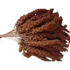 Rote Kolbenhirse Ergänzungsfuttermittel für Vögel & Nager, Produktbild-Vorschau 1