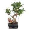 Bonsai di fico cinese - Ficus retusa - circa 6 anni Anteprima dell’immagine prodotto 2
