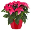 elho brussels Diamond Rund 20cm Übertopf - lovely rot Produktbild-Vorschau 10
