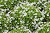 Stauden Gänge 100 x Isotoma fluviatilis 'White' - Weißer Produktbild-Vorschau 4