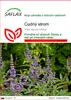 SAFLAX - cudný strom - Vitex agnus-castus - 30 Semená Náhľad obrázku produktu 1
