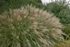 Stauden Gänge 1 x Miscanthus sinensis im 1 Liter Topf - Produktbild-Vorschau 2