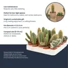 Lot de 6 cactus « Barcelona » dans des mini-pots en Voir les images du produit 3