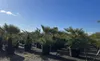 Sunny Tree - Palme- Chamaerops Humilis Cerifera - Produktbild-Vorschau 2