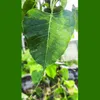 Bodhi-Baum (Ficus religiosa)  - 1 Portion Samen Produktbild-Vorschau 1