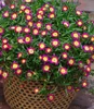 BALDUR Garten 3x Winterharte Eisblume Hot Pink Wonder, Produktbild-Vorschau 2