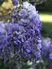 Glicynia (Wisteria) chińska Amethyst 2L Podgląd zdjęcia produktu 3