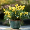 A potted plant with yellow flowers sits on a stone surface, with a blurred garden background. Voir les images du produit
