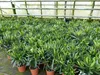 Oleander Busch 65 cm Nerium Rosenlorbeer Premium rot oder Produktbild-Vorschau 5