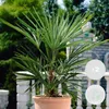 Bloomique - Lot de 2 - Washingtonia Robusta - Palmier Voir les images du produit 2