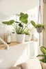 Stolní květináč LECHUZA CLASSICO Colour 12 DECO White | Náhled obrázku produktu 12