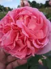 Englische Rose Boscobel® - Rosa Boscobel® - Austin Rose Produktbild-Vorschau 1